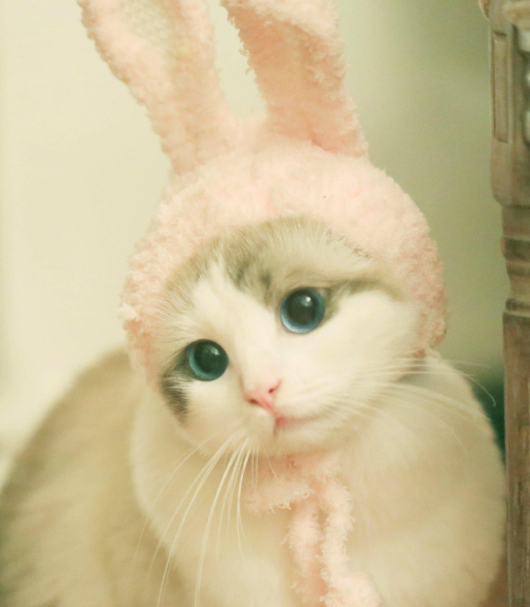 Няшные котики