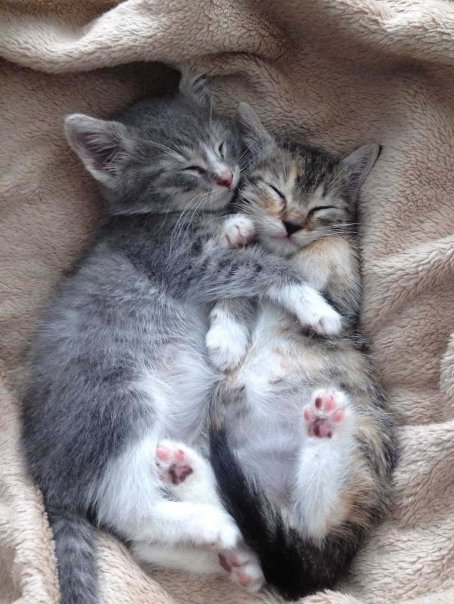 Котики обнимашки