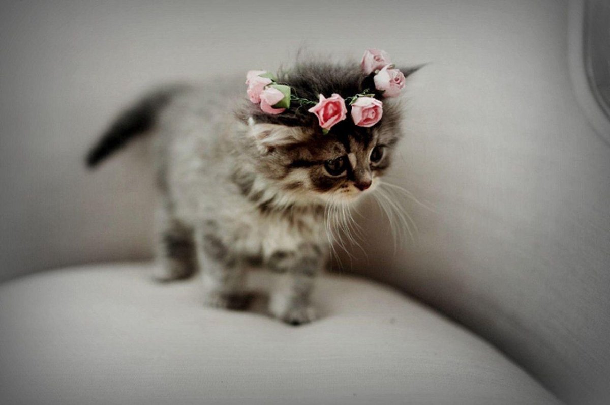 Милые котики