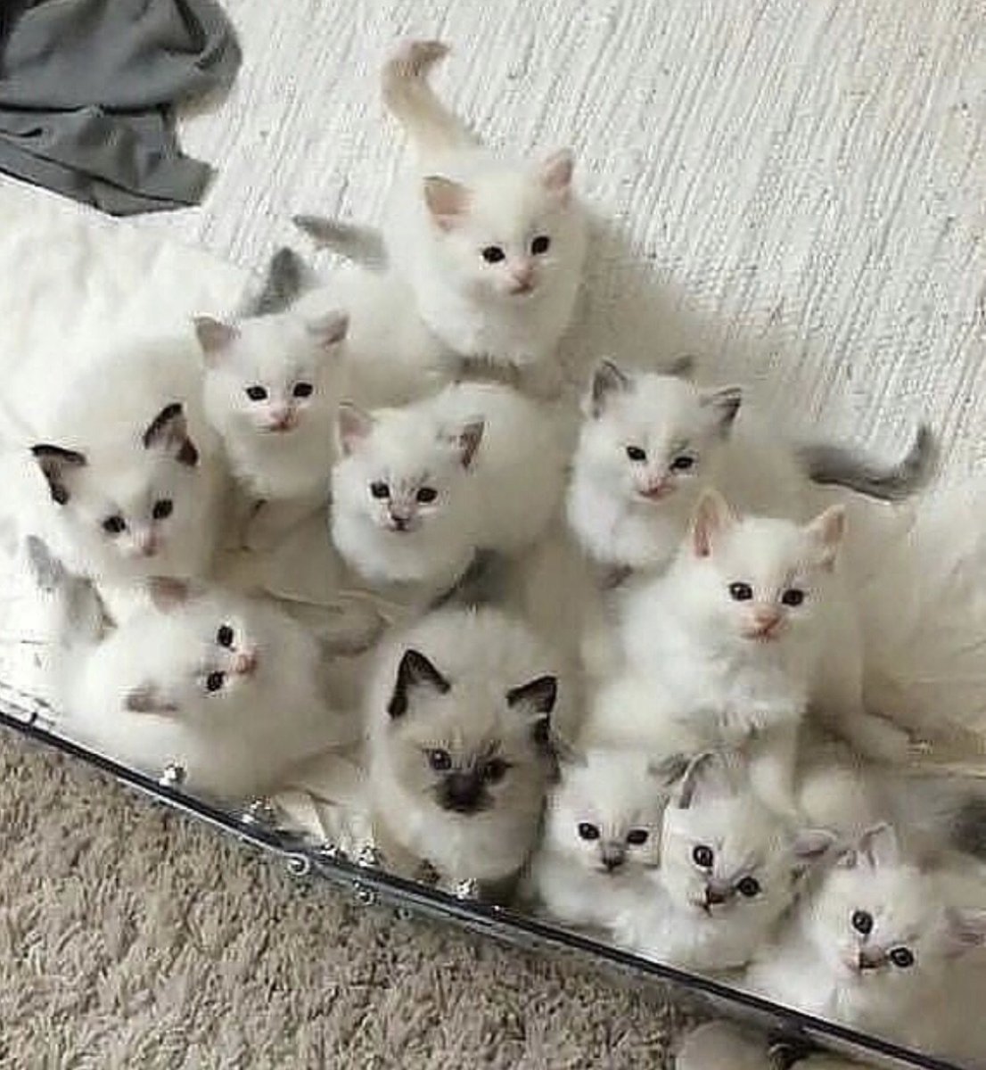 Много котят