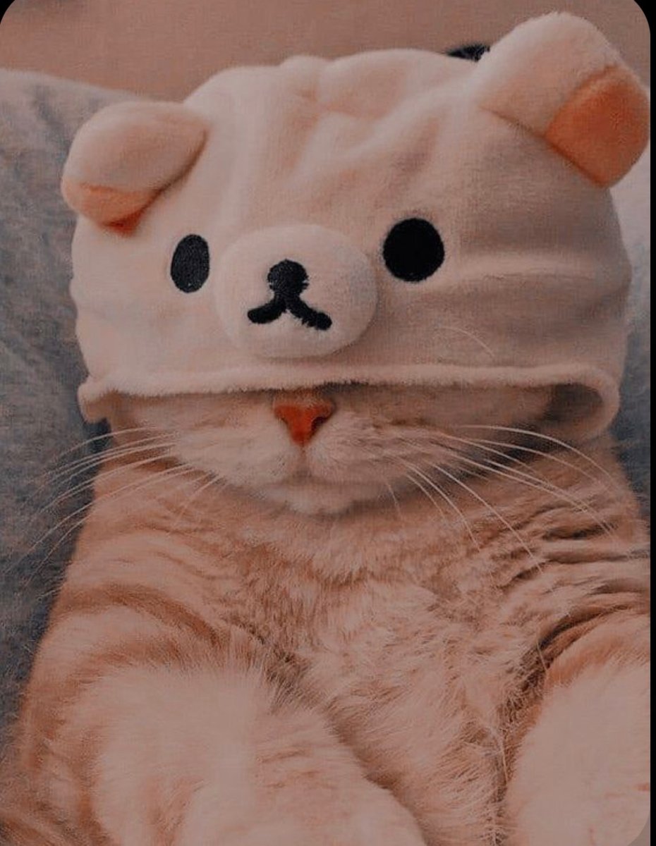 Кот в шапке