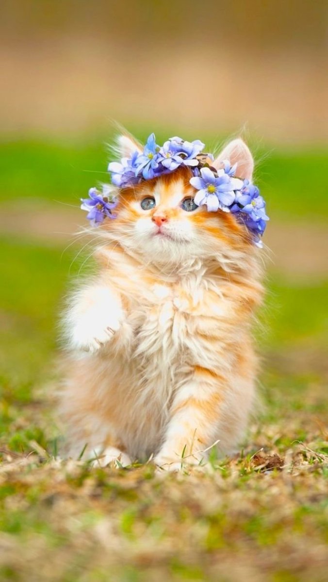 Кошка с цветами