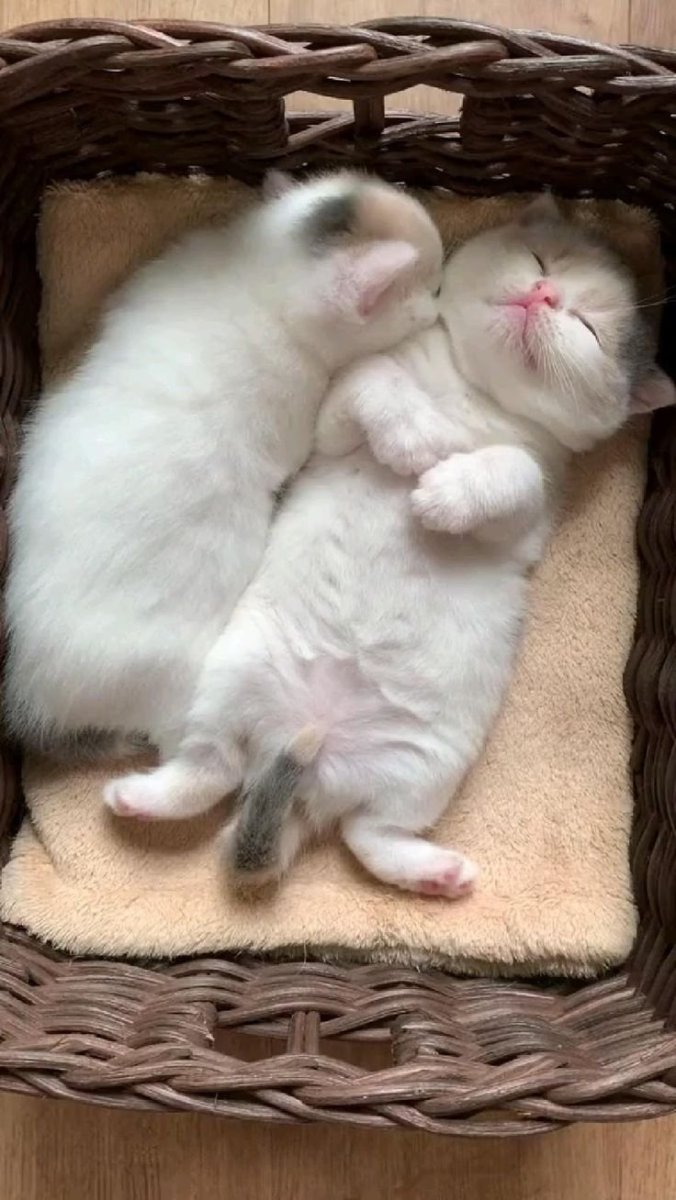 Смешные кошки и милые котята