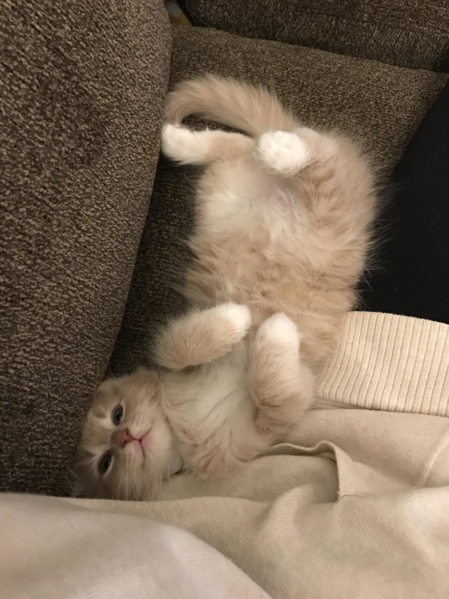 Милые котята зевают