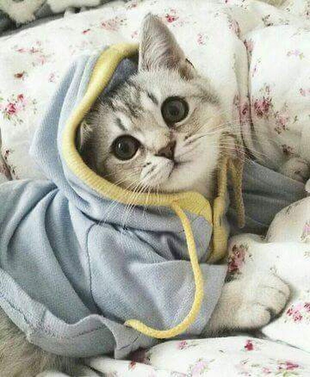 Милые коты