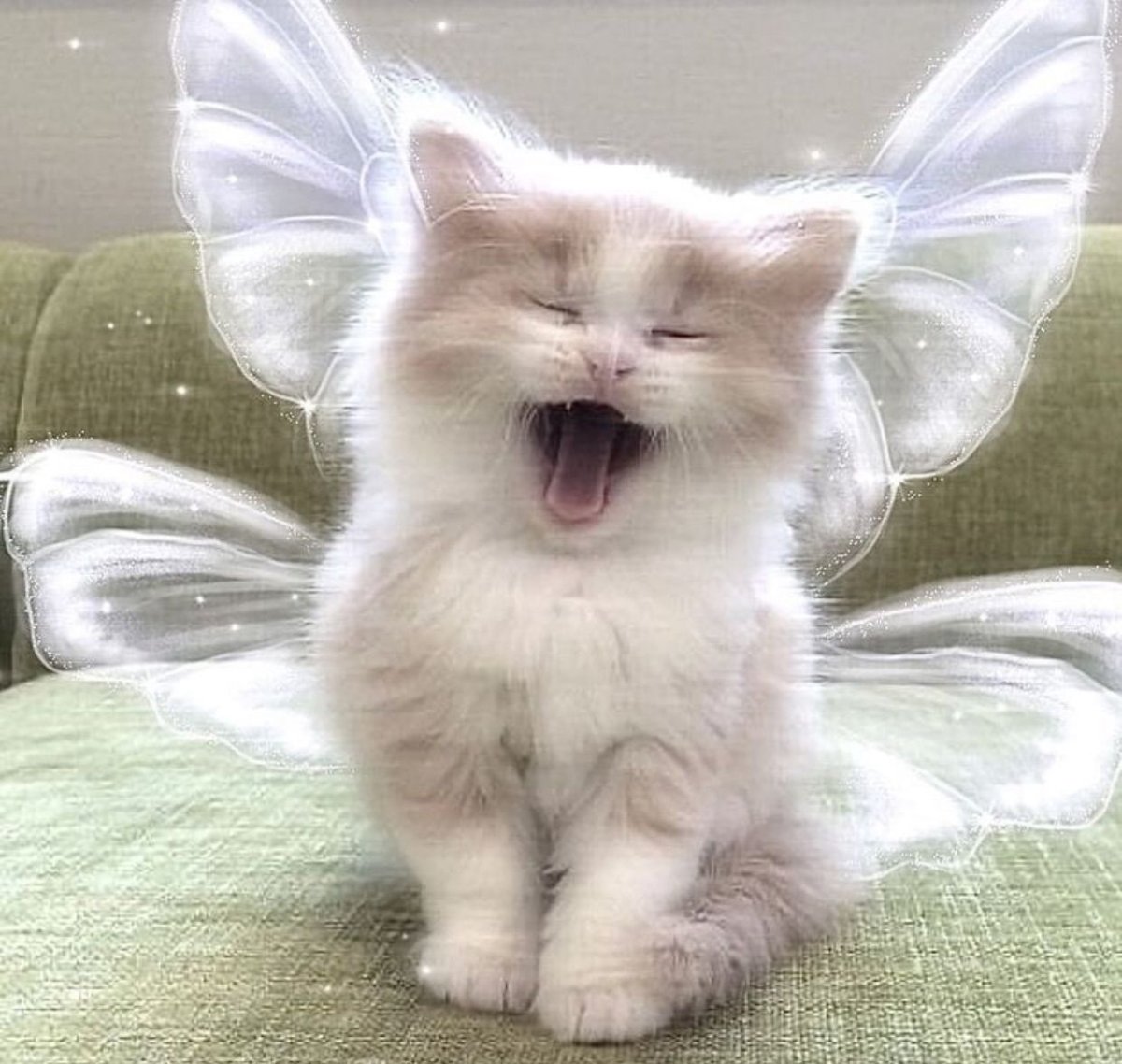 Котик Фея