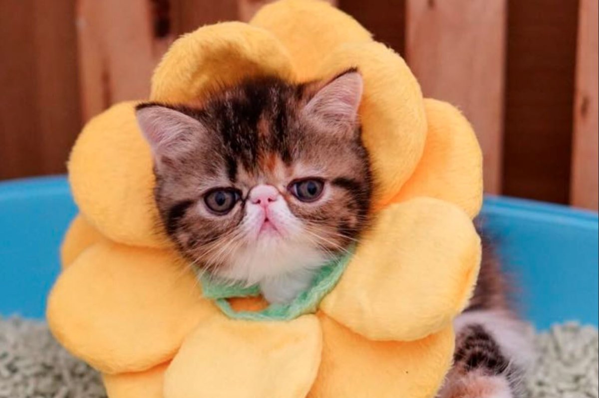Смешные котята