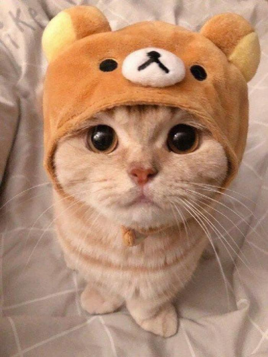 Котенок в шапочке