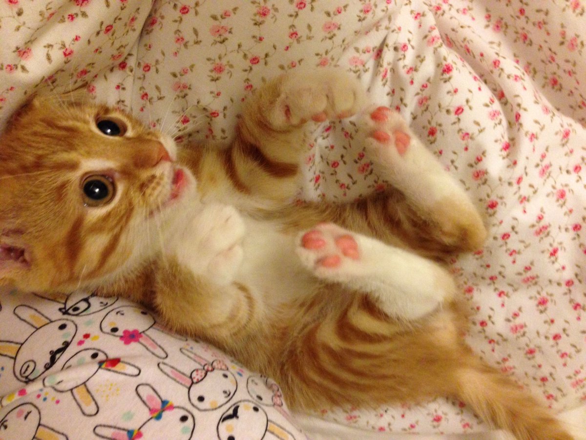 Котики милота