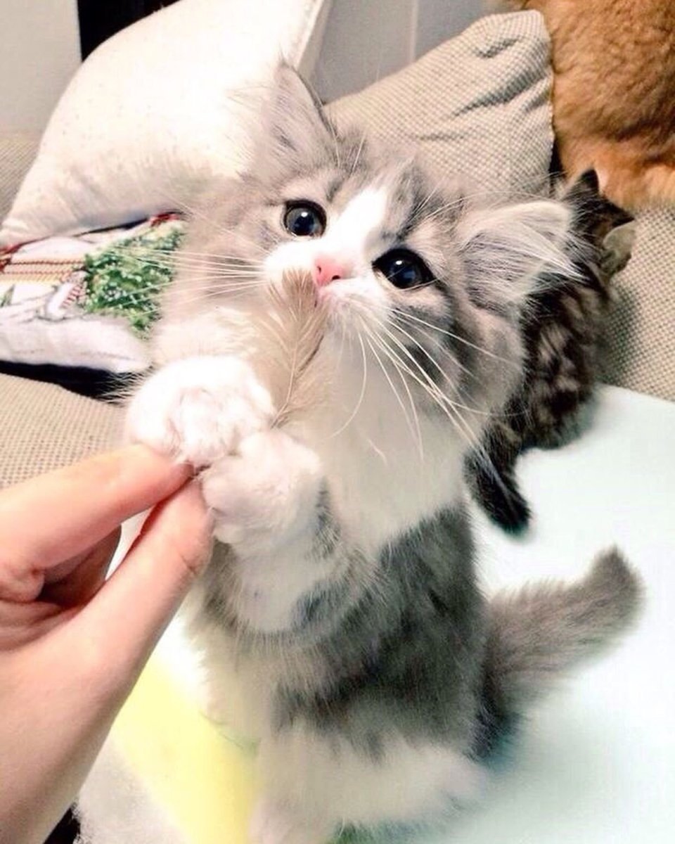Котята милашки