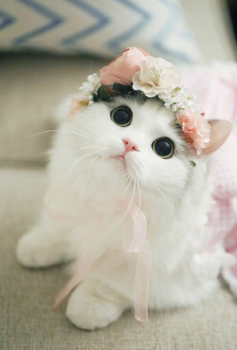 Милый котенок
