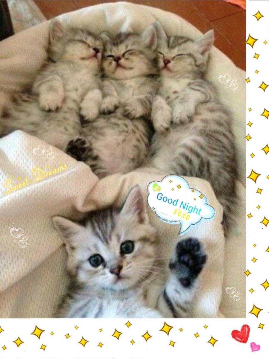 Милые кошки