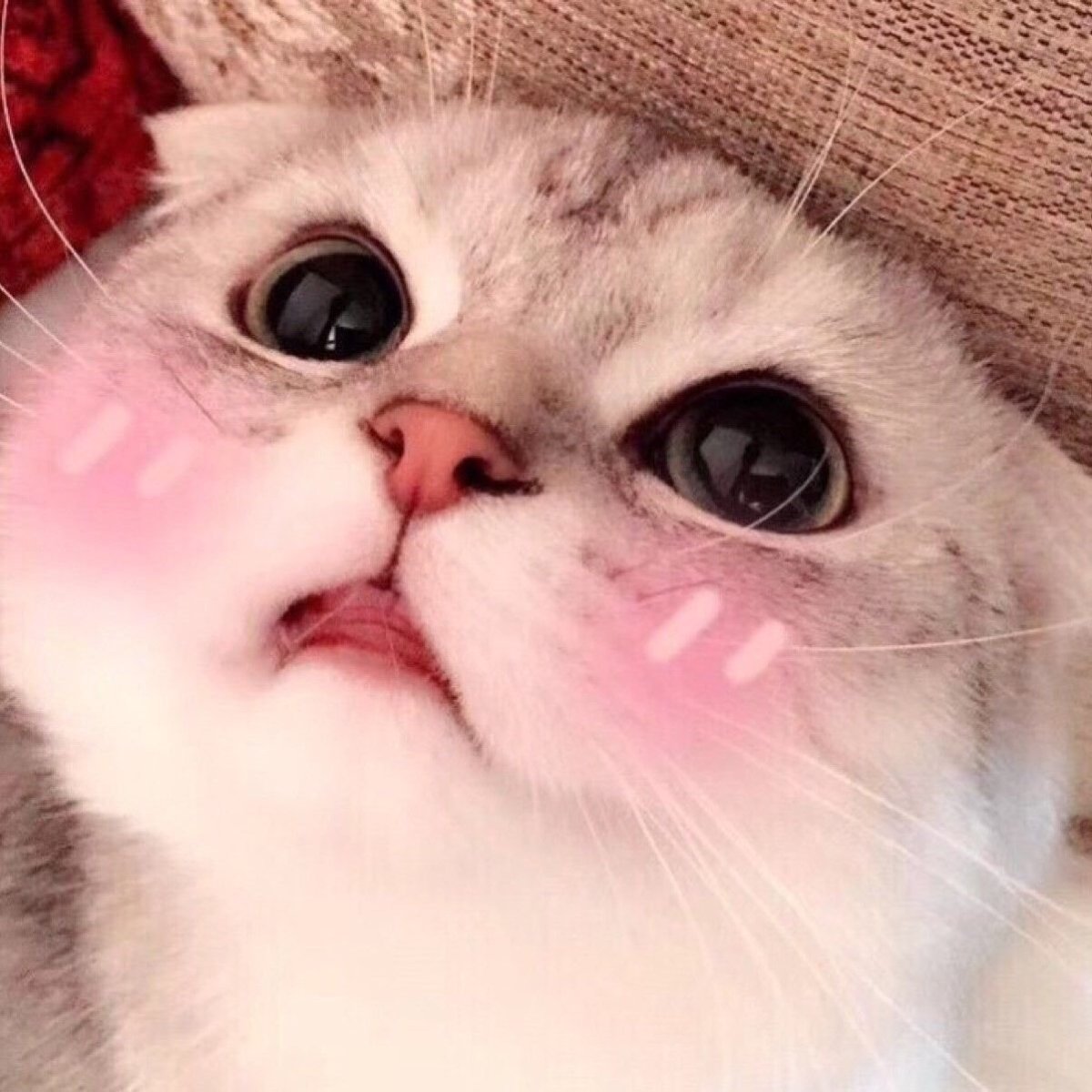 Милый котик