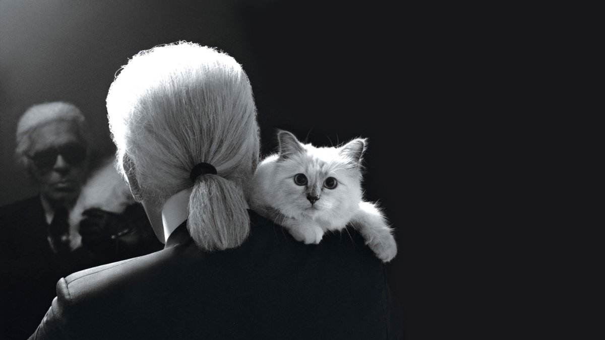 Шупетт кошка Лагерфельда