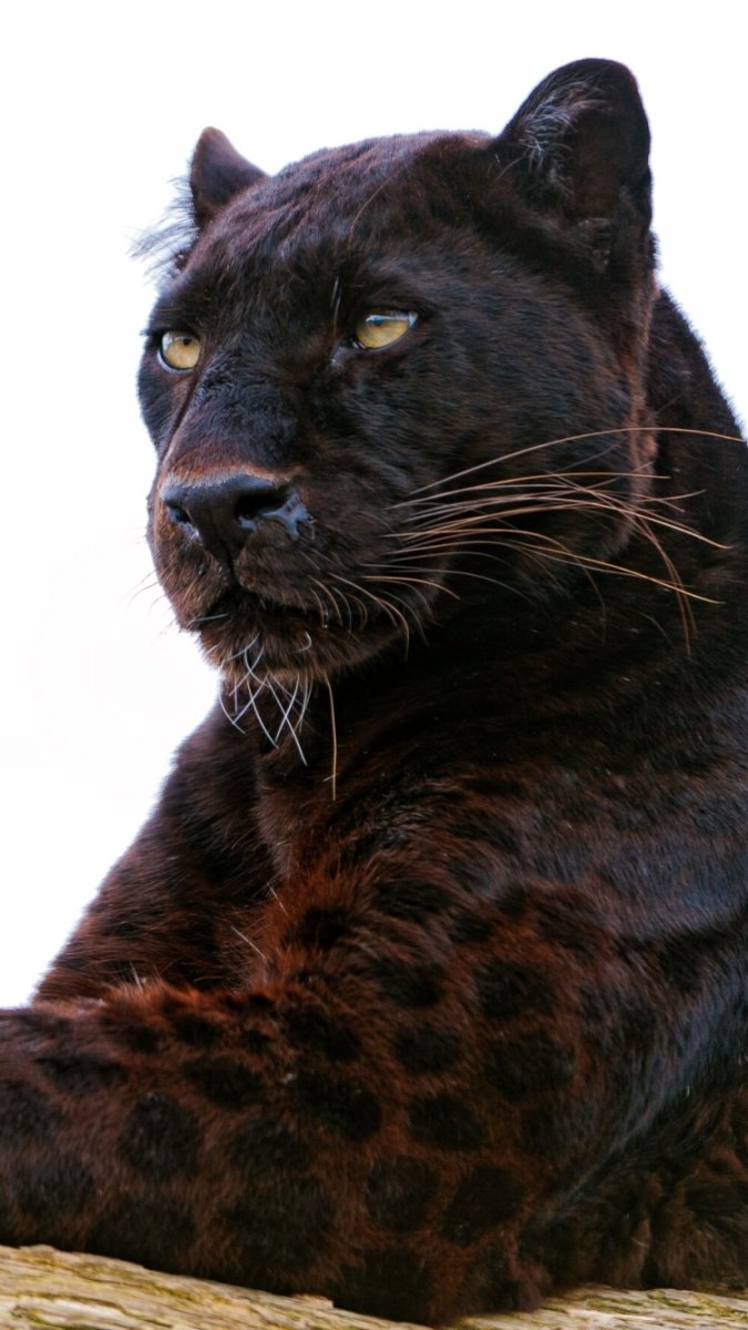 Черная пантера