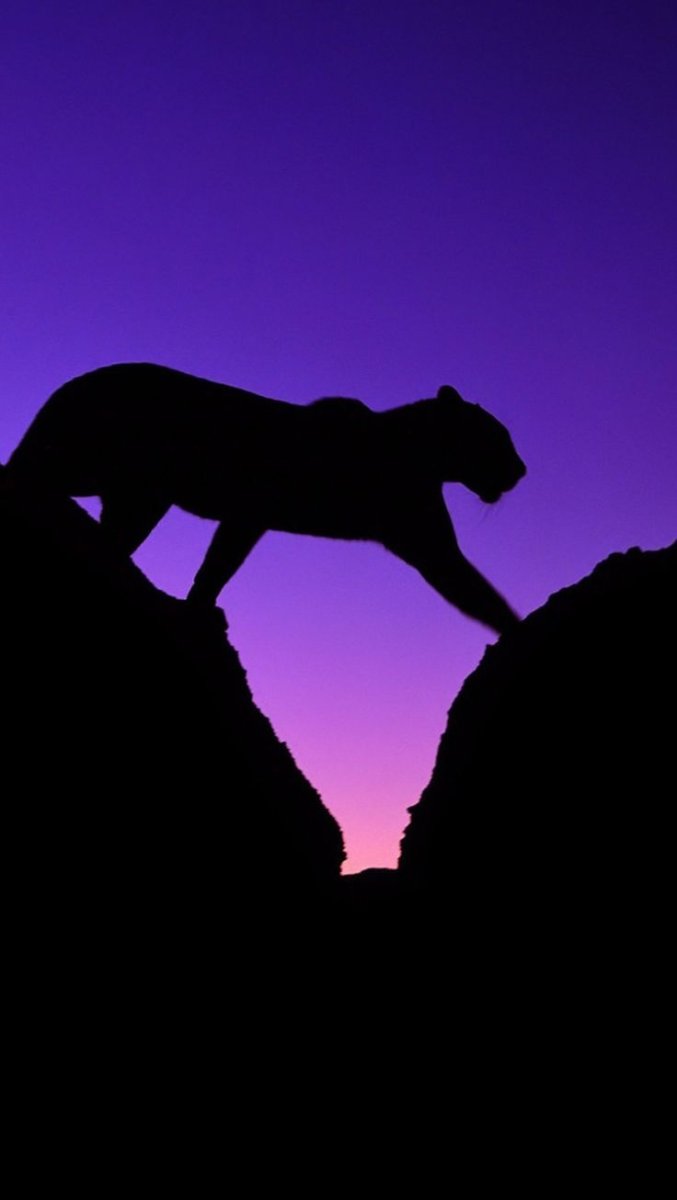 Силуэты красивых зверей