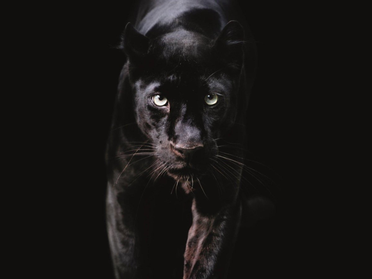 Гвенвивар пантера