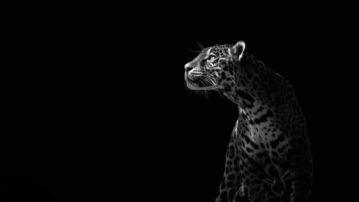 Черная пантера на черном фоне