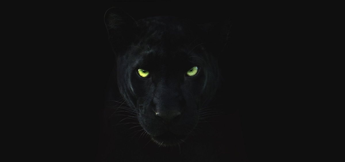 Черная пантера в темноте