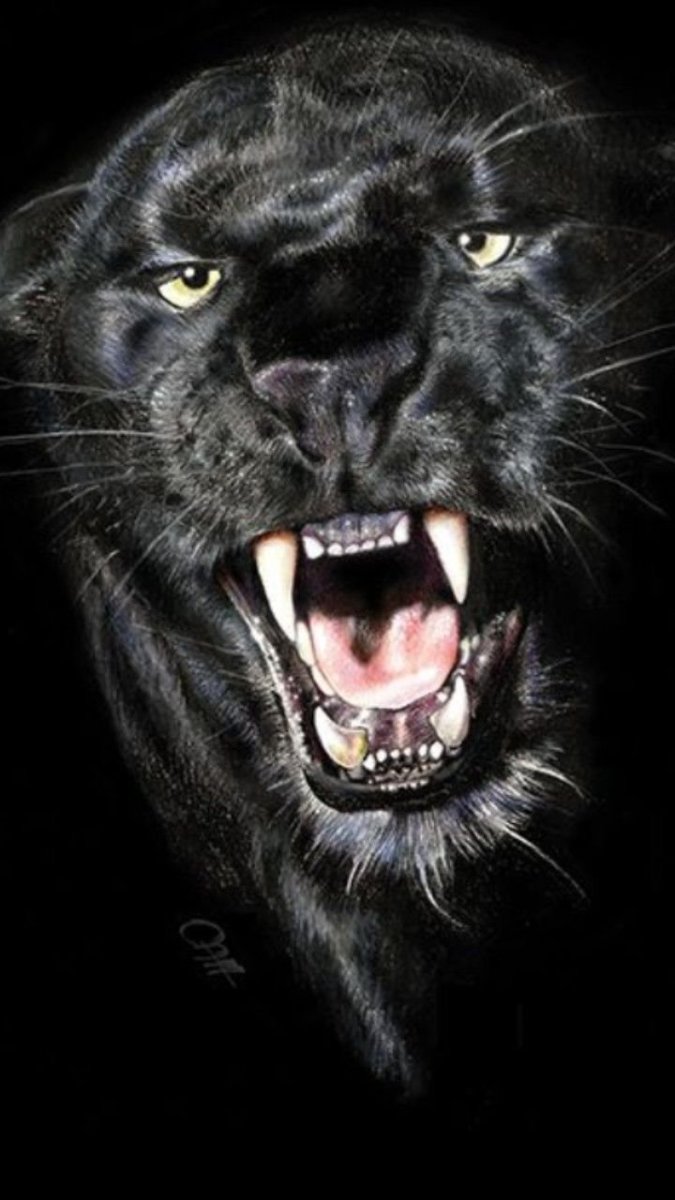 Пантера морда