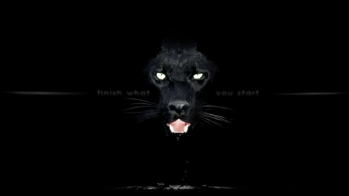 Черная пантера на черном фоне