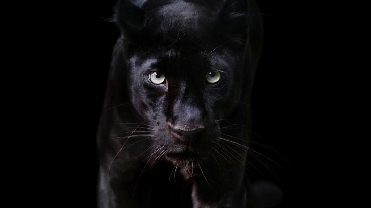 Звери на черном фоне