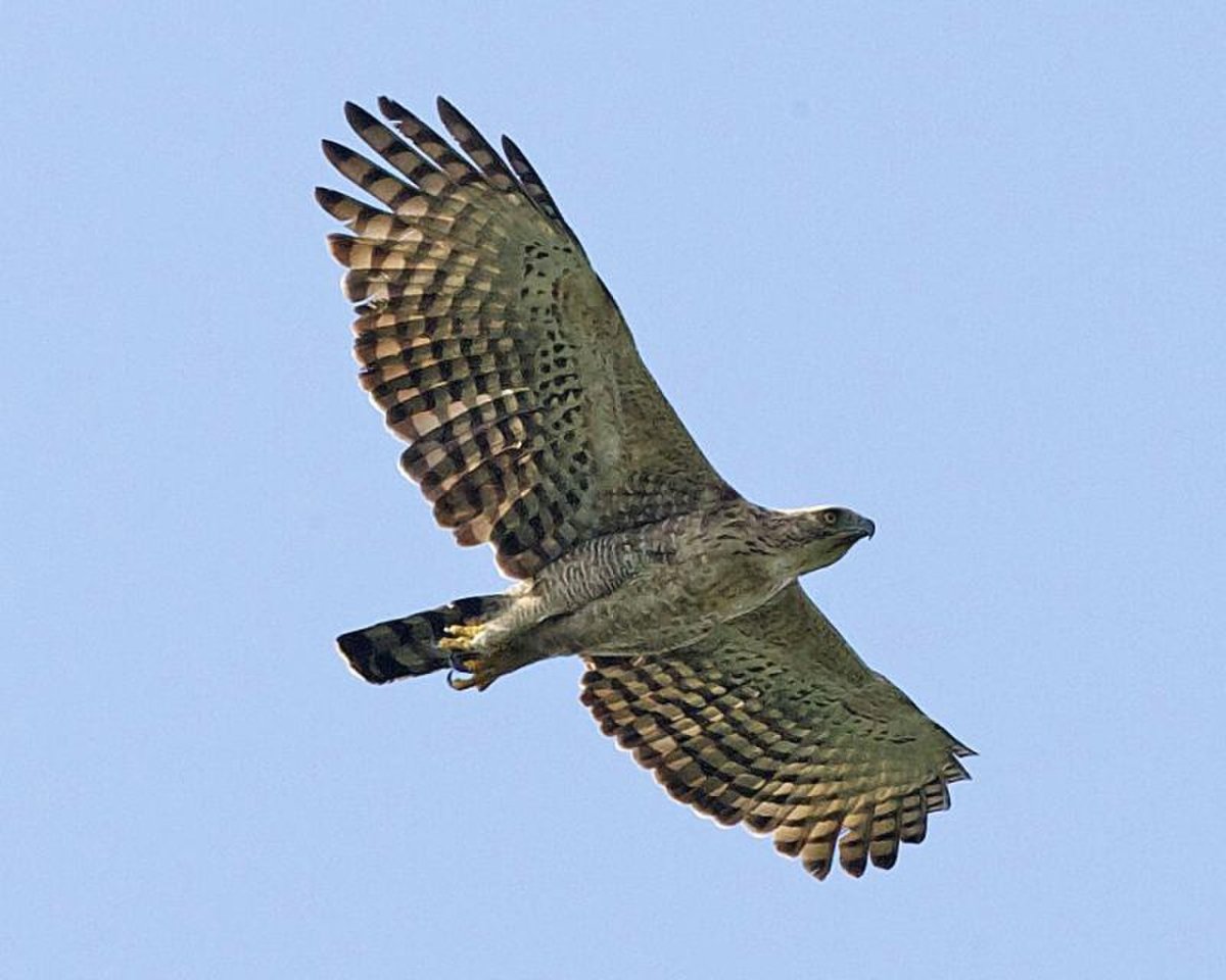 Spizaetus nipalensis