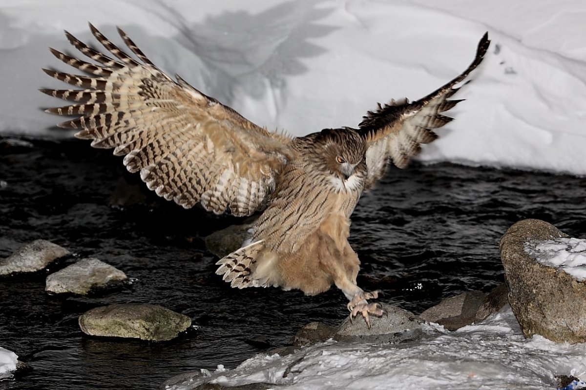 Рыбный Филин (Bubo blakistoni