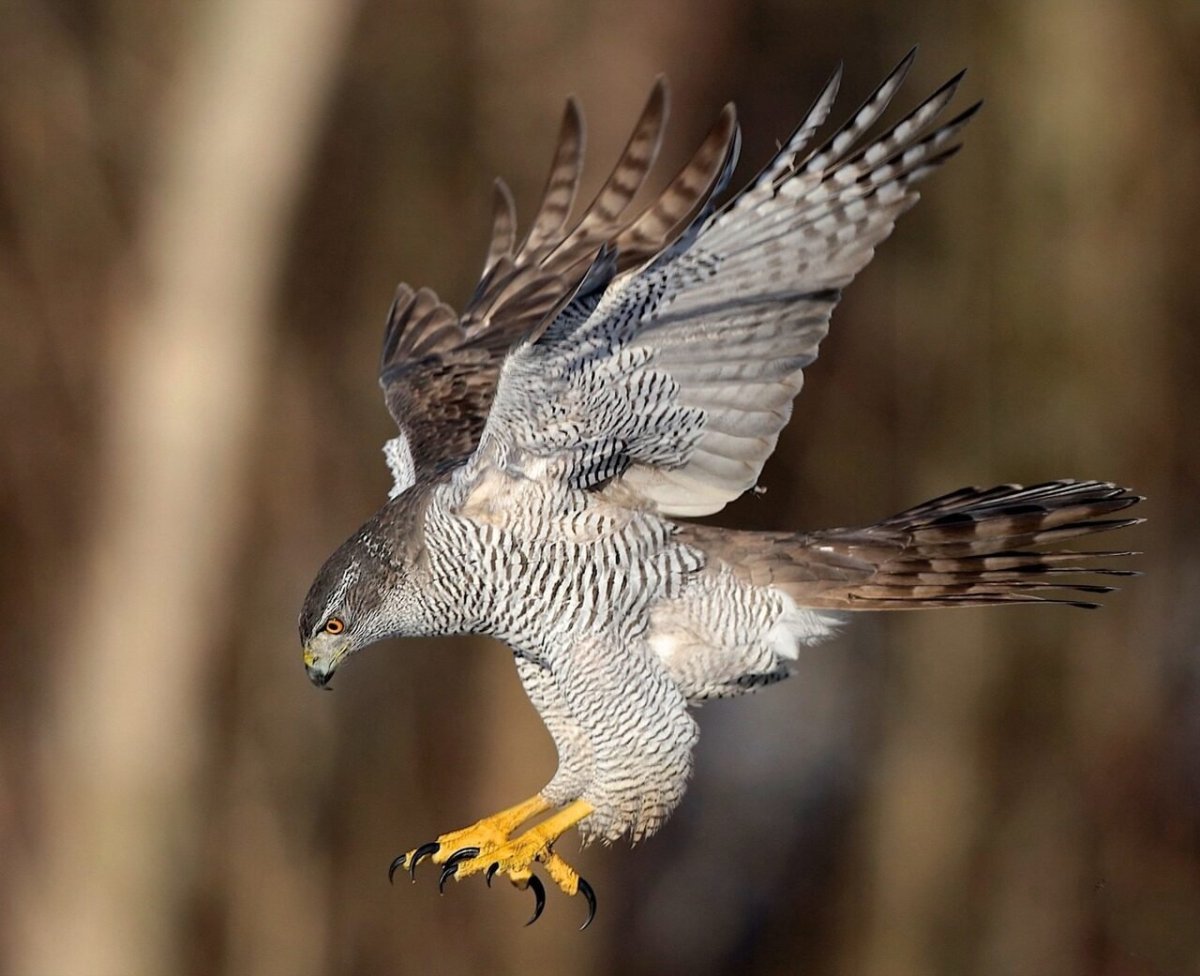 Ястреб - тетеревятник (Accipiter gentilis)