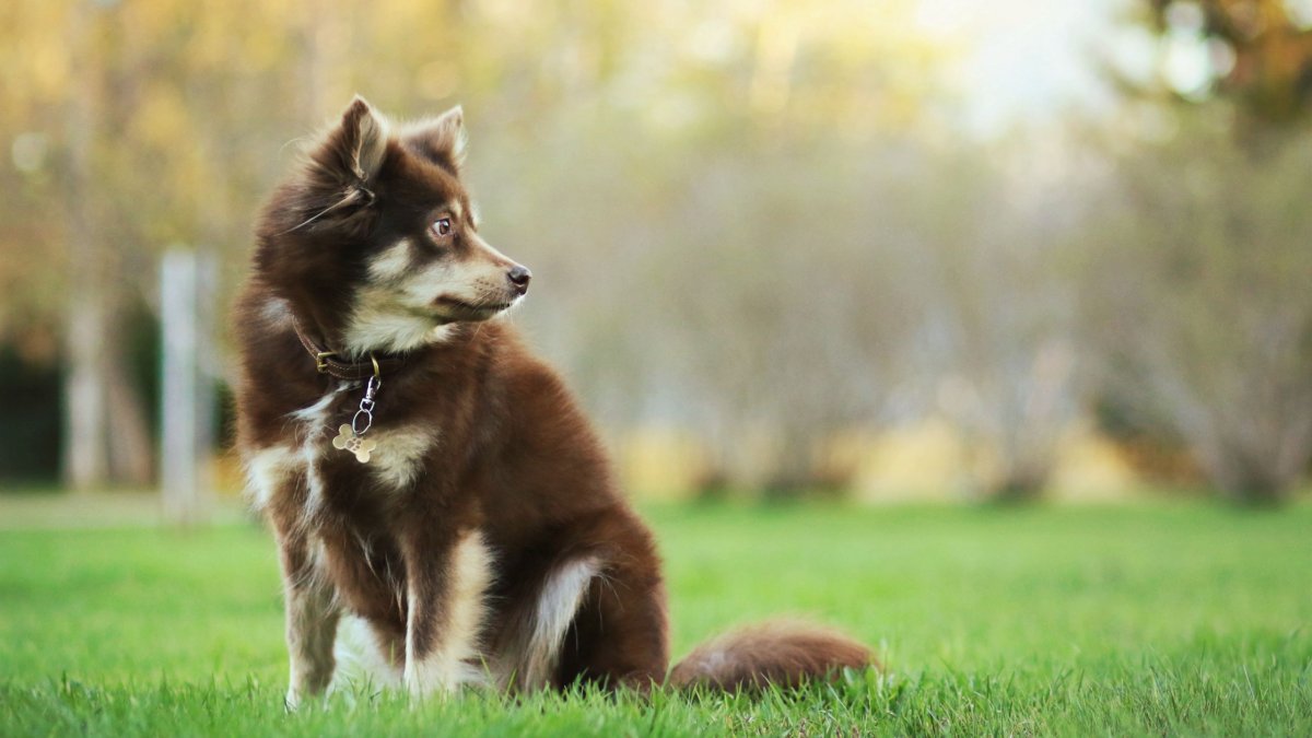 Xot Dog background