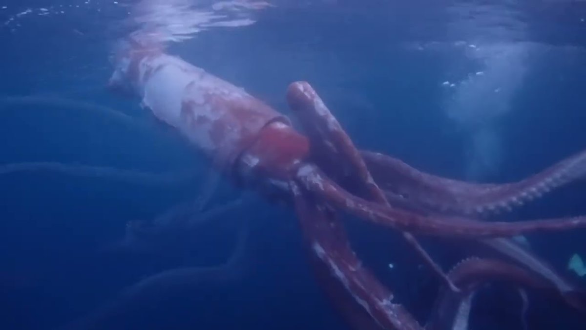 Гигантский кальмар фото