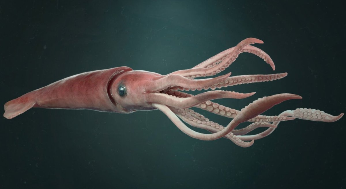 Антарктический гигантский кальмар