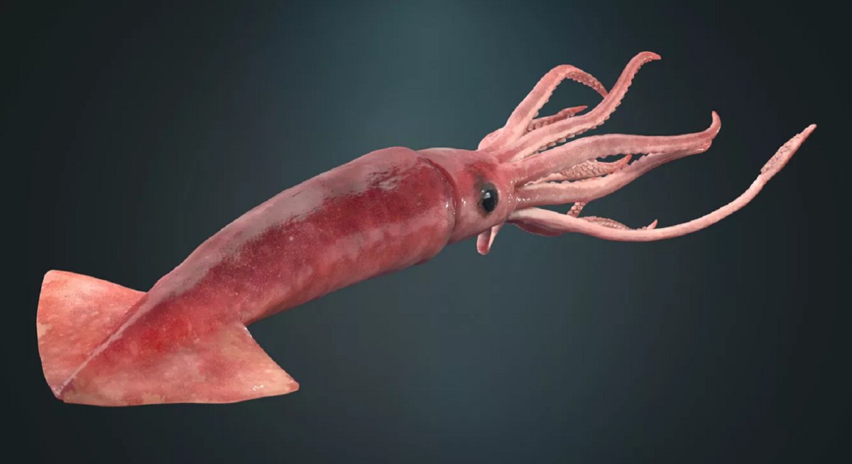 Антарктический гигантский кальмар