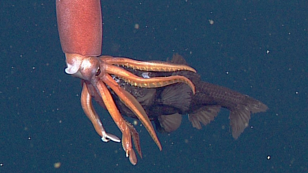 Кальмар Lolliguncula Brevis