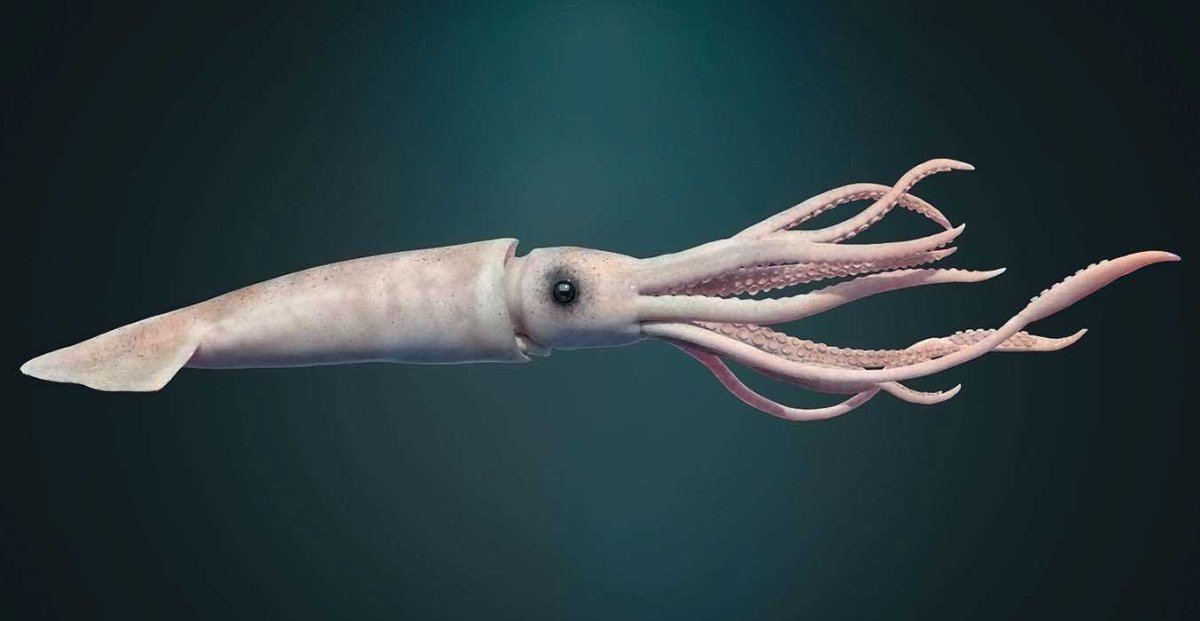 Кальмар planctoteuthis