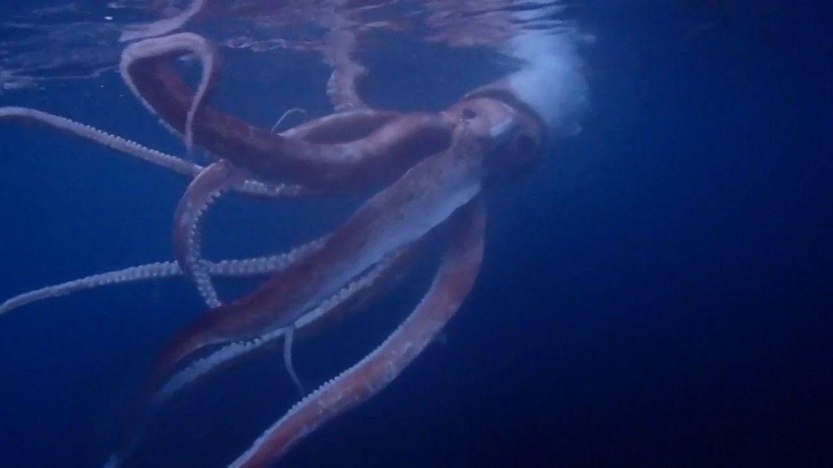 Гигантский кальмар в Японии