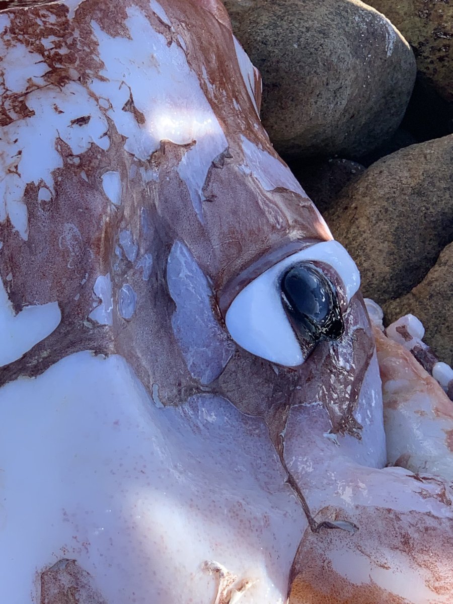 Гигантский кальмар Кракен