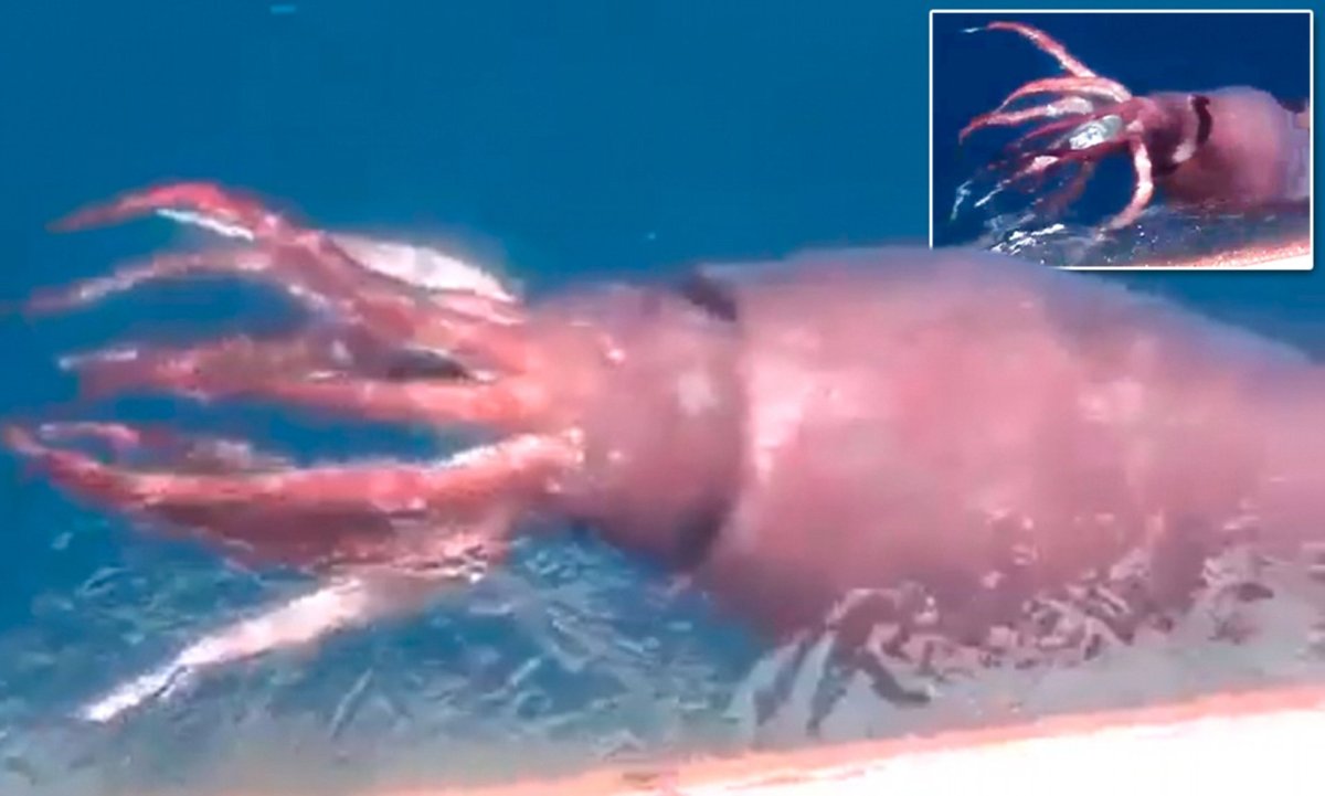 Глубоководный кальмар Архитеутис