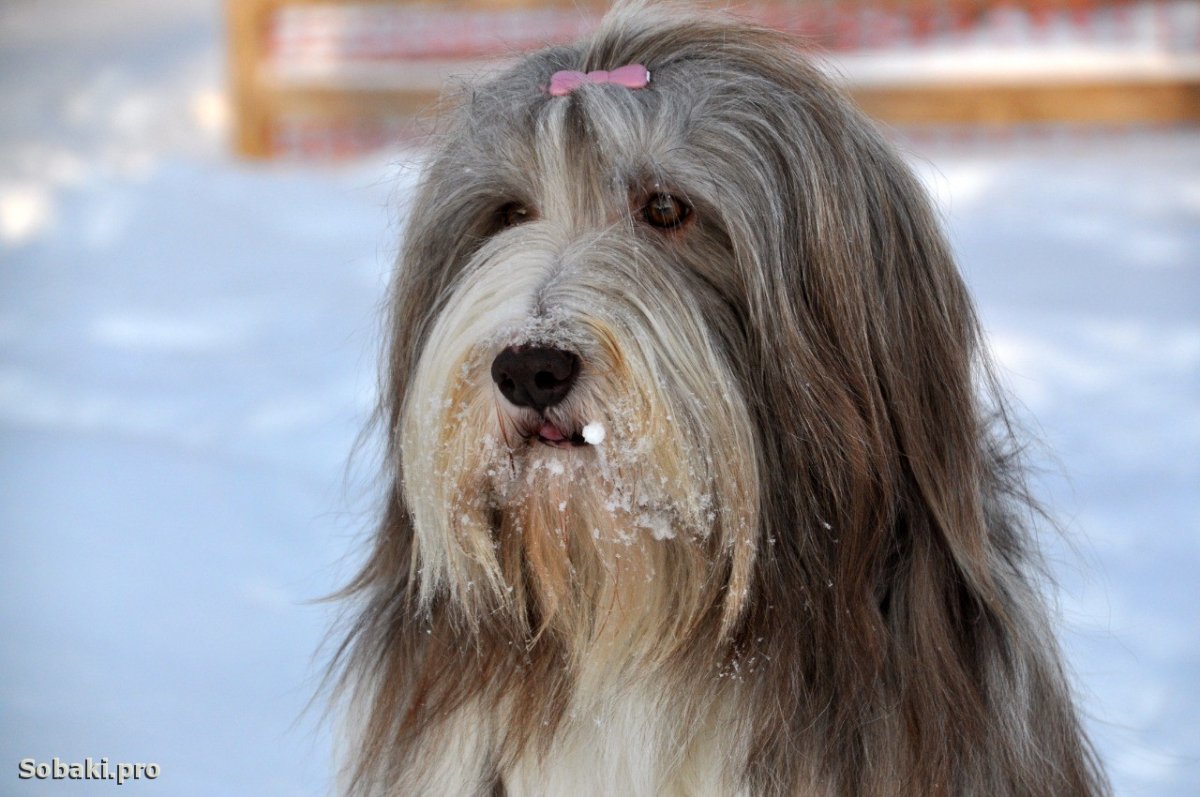 Бородатый колли и бобтейл