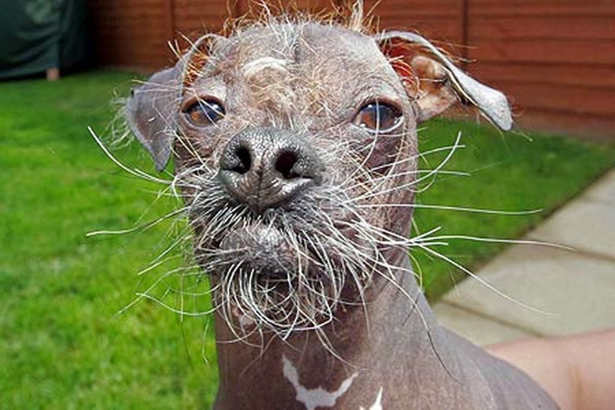 Страшные маленькие собаки