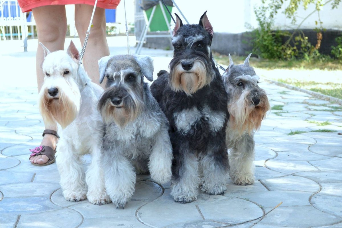 Цвергшнауцер шнауцер Ризеншнауцер