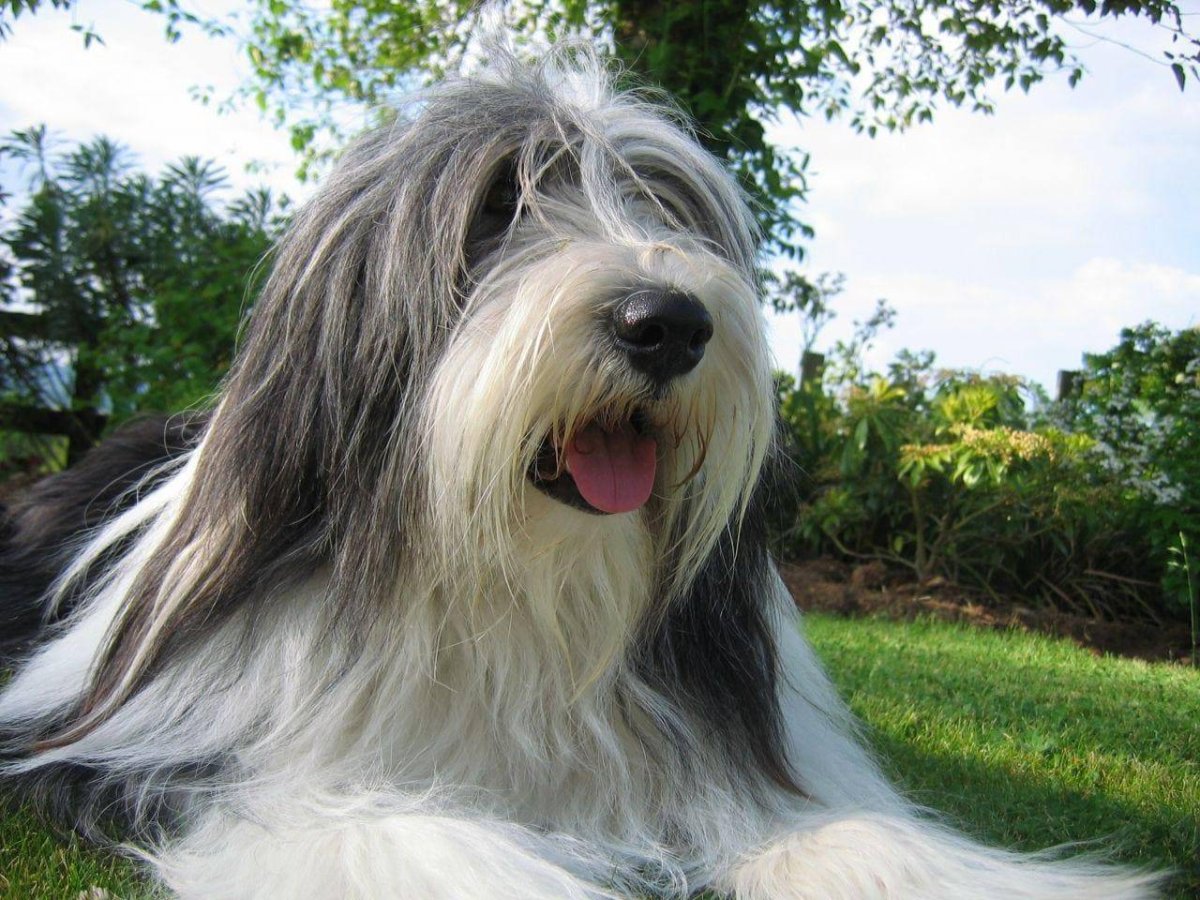 Bearded Collie порода собак