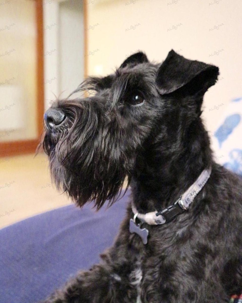 Ризер шнауцер Цвергшнауцер