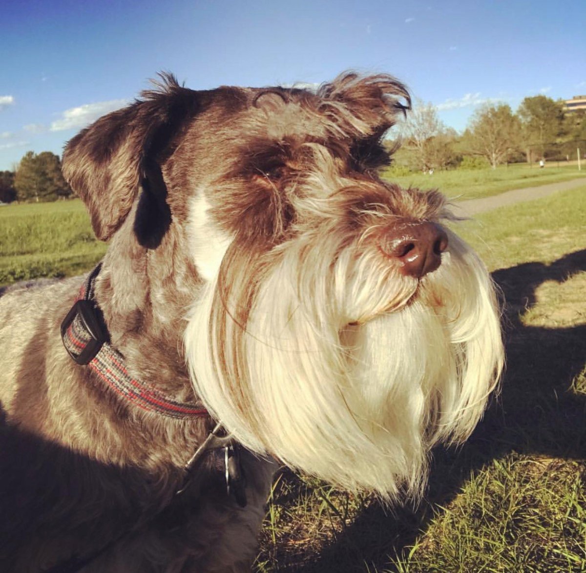 Бородатая собака терьер