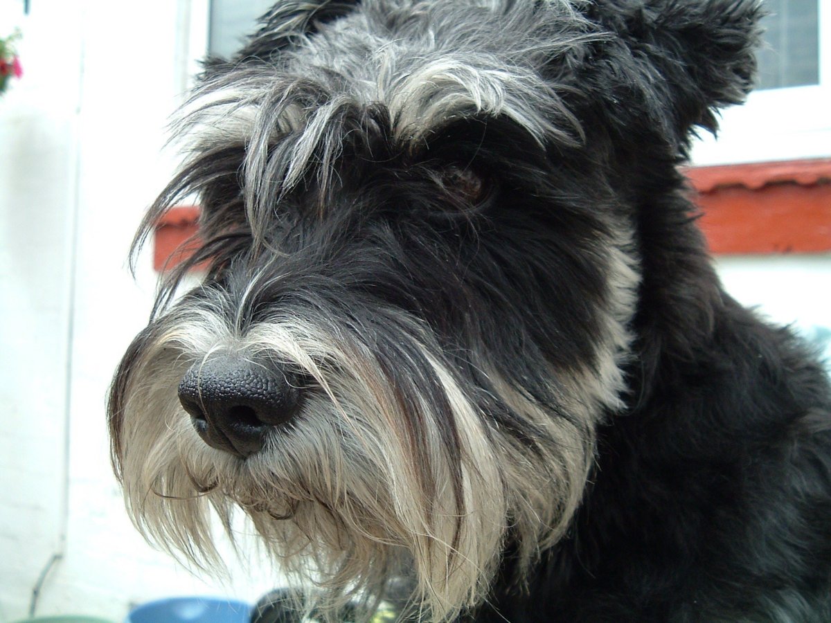 Шнауцер цверг лохматый