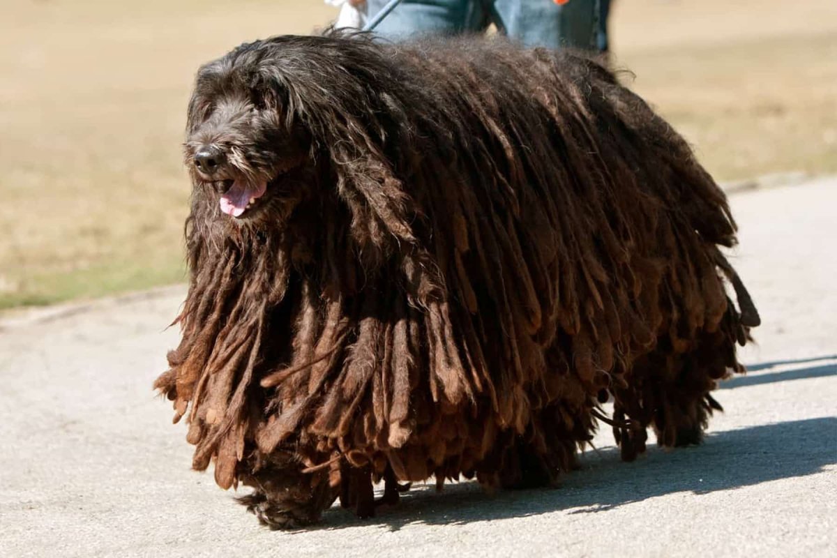 Бергамская овчарка лысая