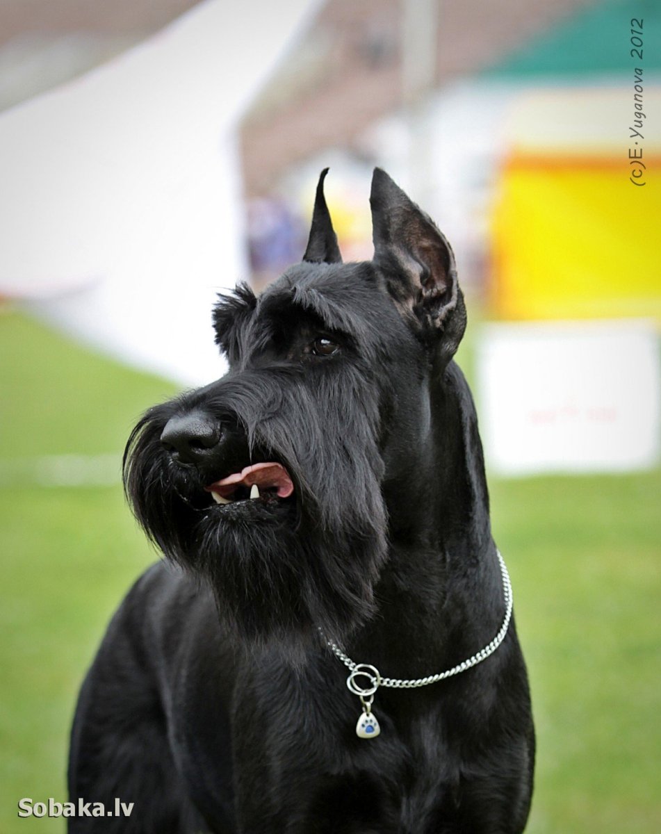 Бельгийский Ризеншнауцер