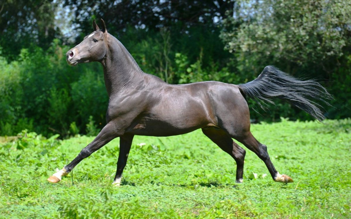 Мышастая масть ахалтекинец