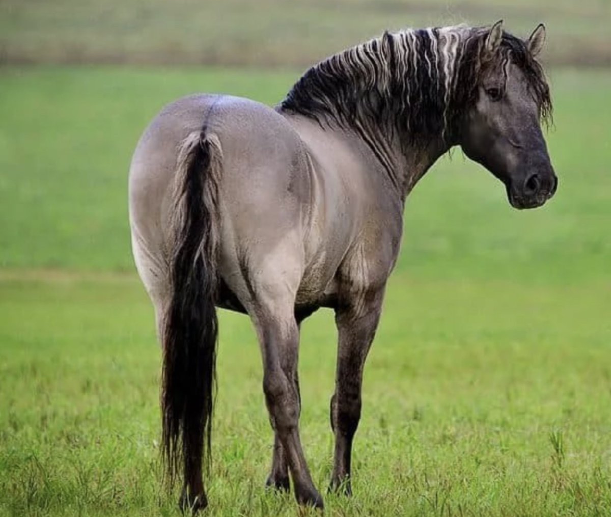 Вятская лошадь мышастая