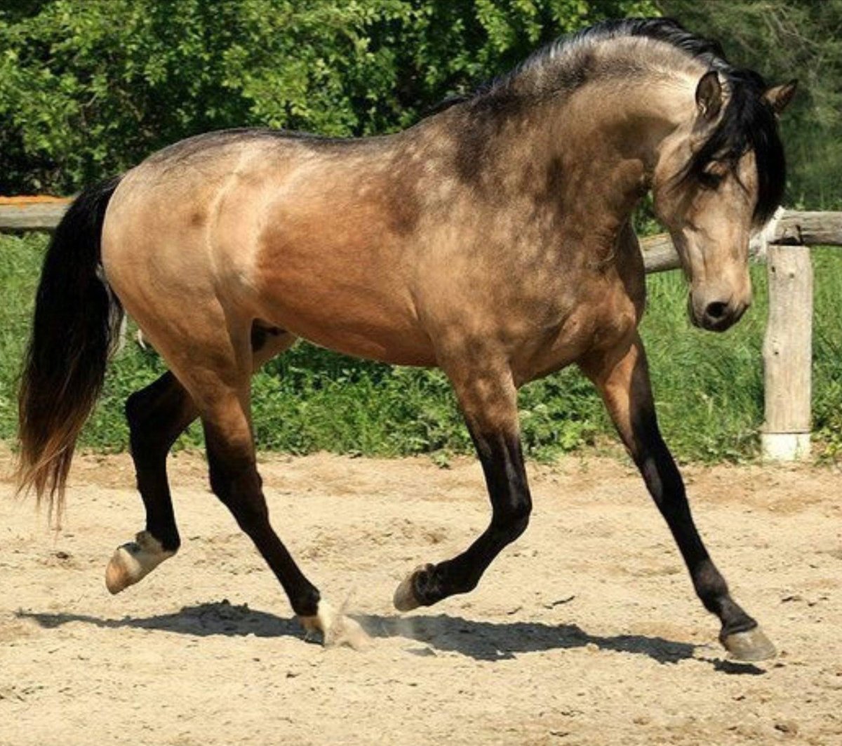Андалузская лошадь Буланая масть